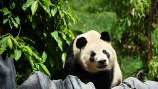 California zoo throws a show to welcome back Chinese pandas
