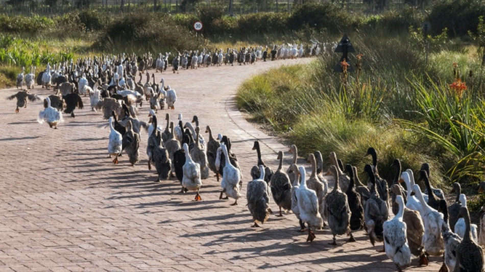 'Duck run' pest control catching on in S.Africa's winelands