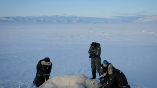 Les ours du Svalbard ont r&eacute;sist&eacute; mieux que pr&eacute;vu au r&eacute;chauffement