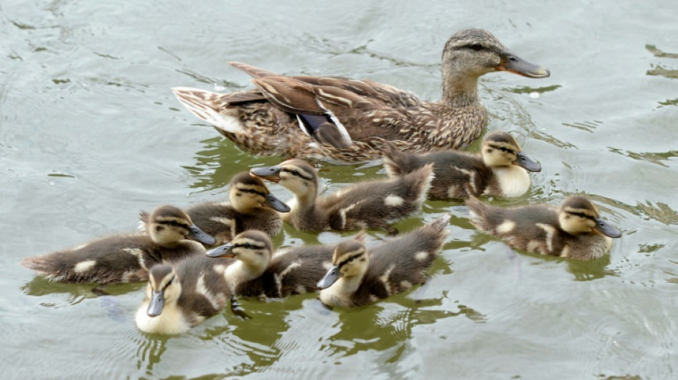 Kinder geben den Hinweis: Detmolder Feuerwehr befreit acht Entenküken