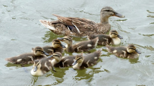 Kinder geben den Hinweis: Detmolder Feuerwehr befreit acht Entenküken