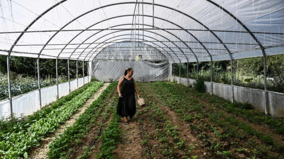 'Real' Greek farmers fume over EU subsidies scandal