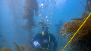M&eacute;xico protege bosque submarino amenazado por El Ni&ntilde;o