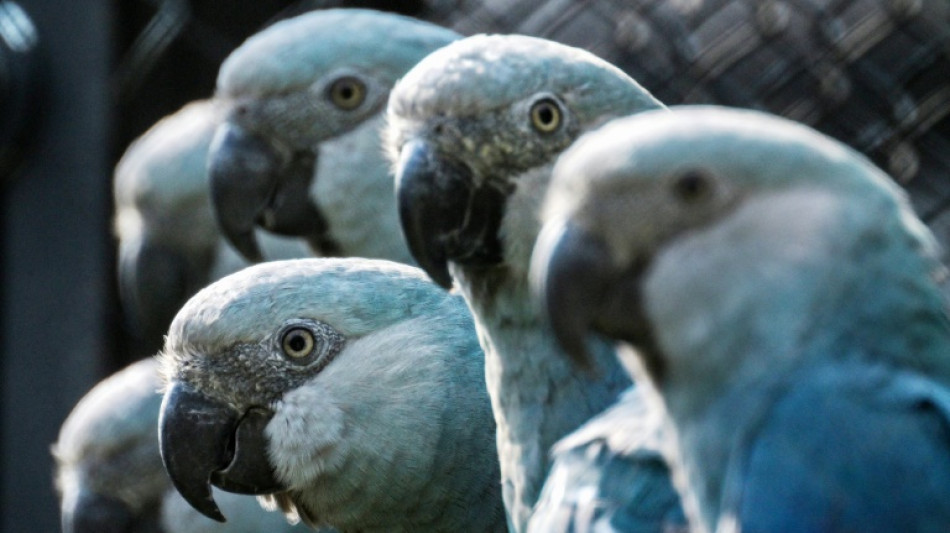 Brazil police probe plight of near-extinct blue parrot