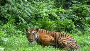 Los tigres salvajes son más numerosos de lo que se pensaba