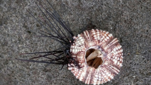 En Guadeloupe, la mortalit&eacute; "massive" des oursins noirs inqui&egrave;te les scientifiques