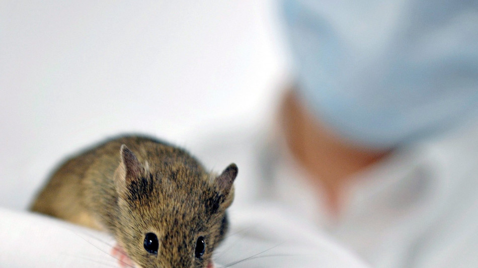 Gli ormoni influenzano l'apprendimento, ricostruito il circuito