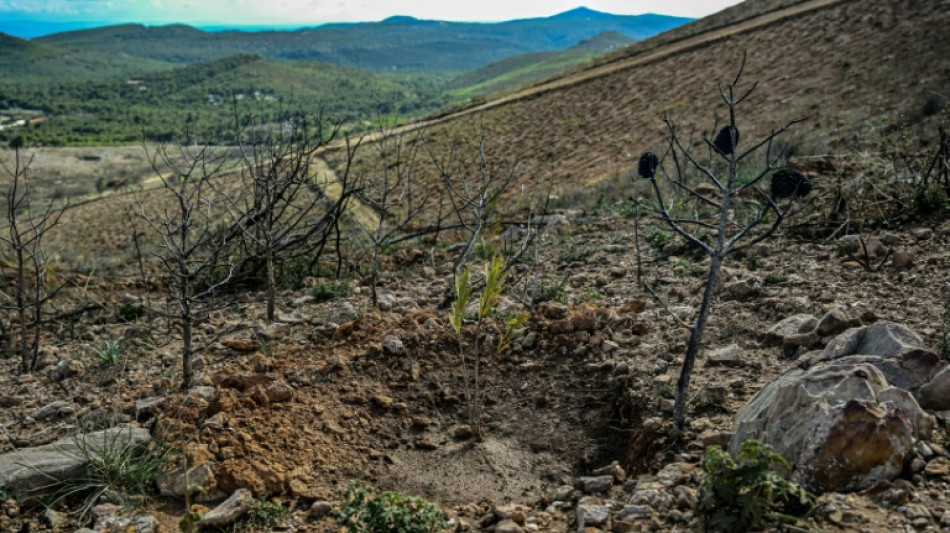 Grèce: le pari de reboiser une ancienne forêt pour "resister aux feux"