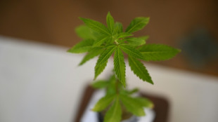 Lauterbach will Cannabis-Legalisierung mit gro&szlig;er Aufkl&auml;rungskampagne flankieren