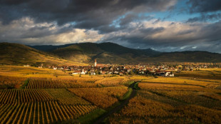 Alsace: en rouge et or, la Route des vins f&ecirc;te ses 70 ans