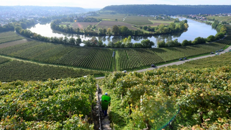 Strafzölle von Trump-Regierung: Deutsche Winzer sehen irreparable Schäden