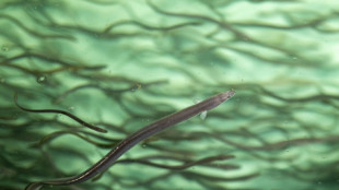 Welt-Artenschutzkonferenz: Forderung nach neuen Schutzma&szlig;nahmen f&uuml;r Aale abgelehnt