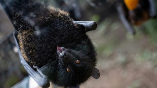 Première naissance en captivité d'une chauve-souris géante des 
Comores en France