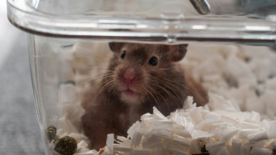 Sollte am n&auml;chsten Tag beerdigt werden: Unbekannte stehlen toten Hamster von Balkon