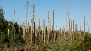 20 Waldbrände bei Viersen - Mitglieder von Freiwilliger Feuerwehr festgenommen