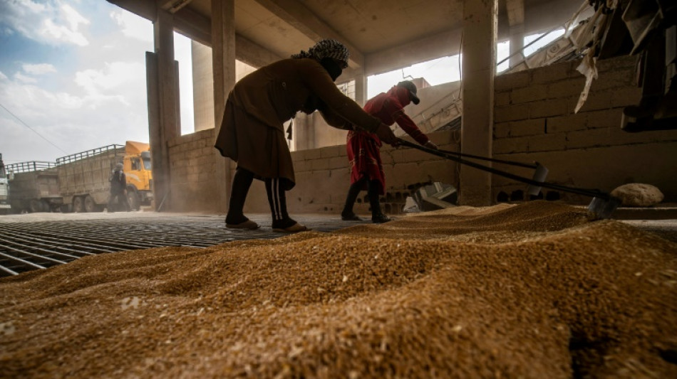 En Syrie, la sécheresse menace la récolte de blé
