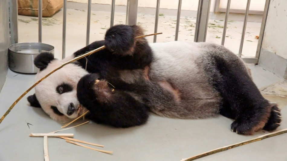 Muere Tuan Tuan, el panda donado por China a Taiw&aacute;n
