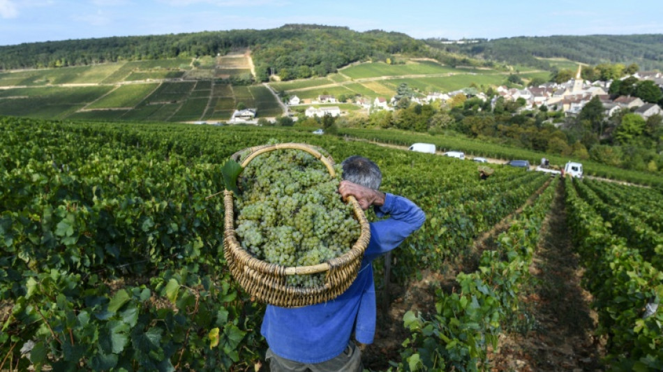 Vin: une &eacute;tude sur sept si&egrave;cles montre les ravages du d&eacute;r&egrave;glement climatique