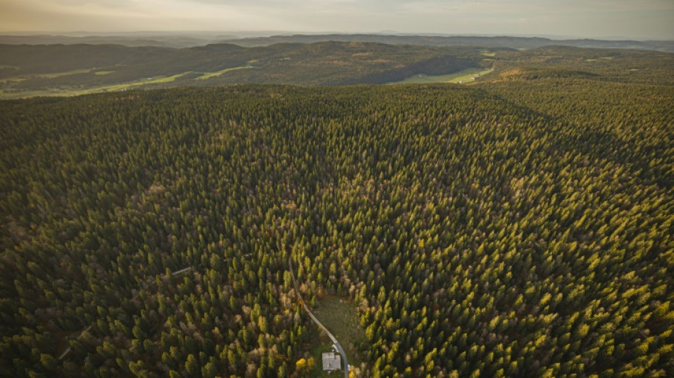 Baum f&auml;llt 74-J&auml;hrigem in Bayern bei Waldarbeiten auf den Kopf - Mann tot