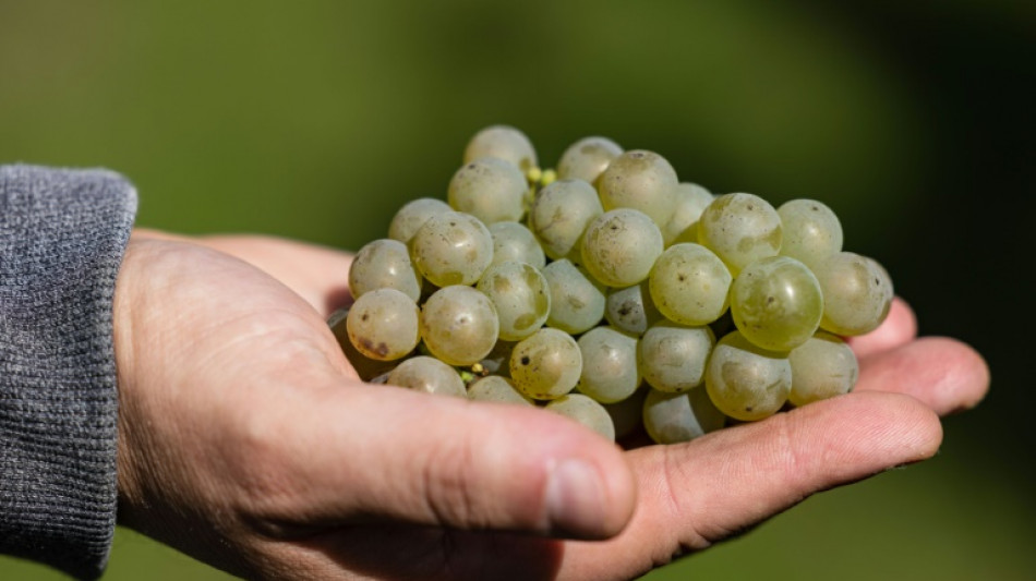 El vino, otro damnificado del cambio clim&aacute;tico que busca soluciones en la COP27