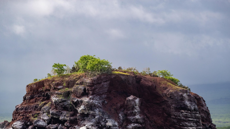 &Egrave; il Darwin Day, si celebra il pap&agrave; dell'evoluzione