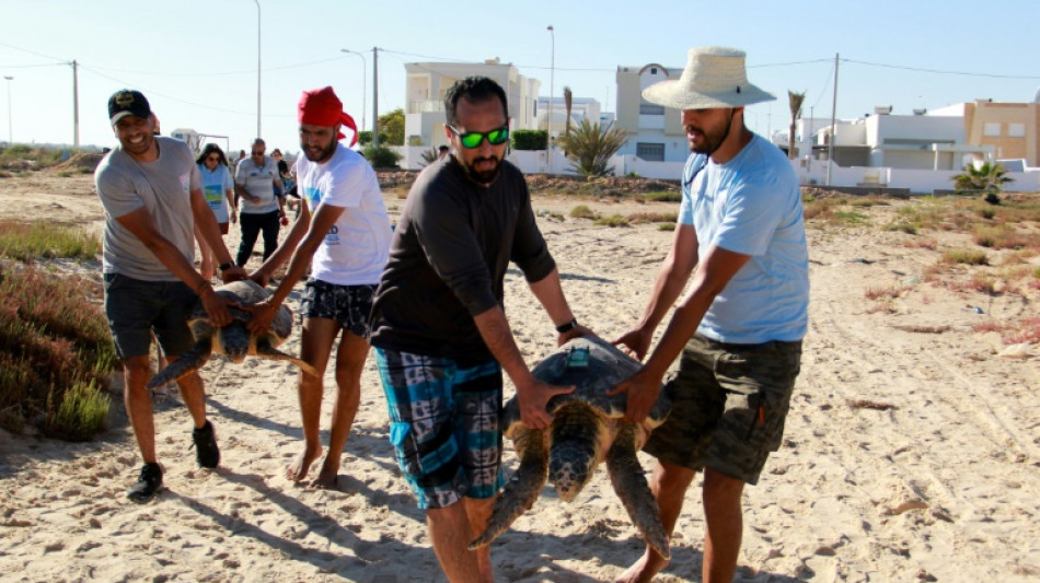 Tunisie: trois tortues d'espèces protégées relâchées
