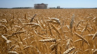 Rusia quiere exportar 50 millones de toneladas de cereales