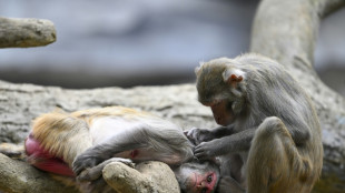 Scientists reveal what drives homosexual behaviour in primates