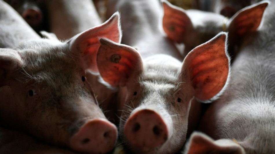 Debatte &uuml;ber mehr Tierwohl bestimmt Gr&uuml;ne Woche in Berlin