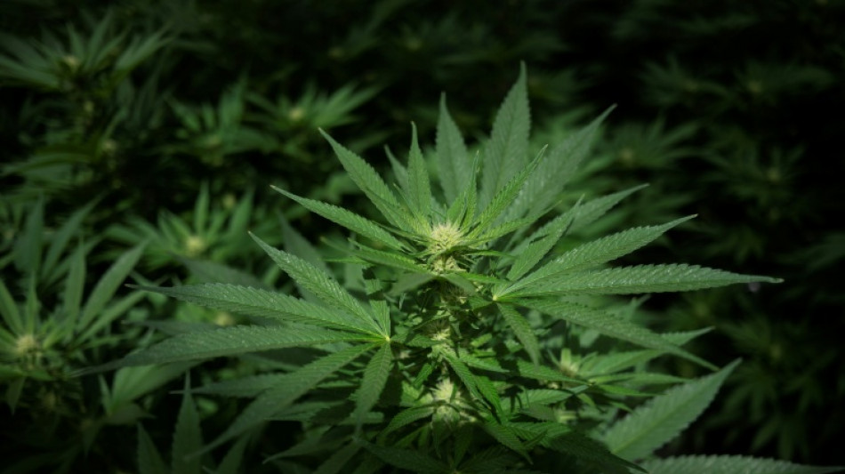 Sachsen-Anhalt: Cannabisplantage und hundert Kilogramm Bl&uuml;ten bei Razzia beschlagnahmt