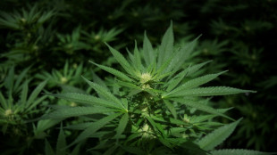 Sachsen-Anhalt: Cannabisplantage und hundert Kilogramm Bl&uuml;ten bei Razzia beschlagnahmt