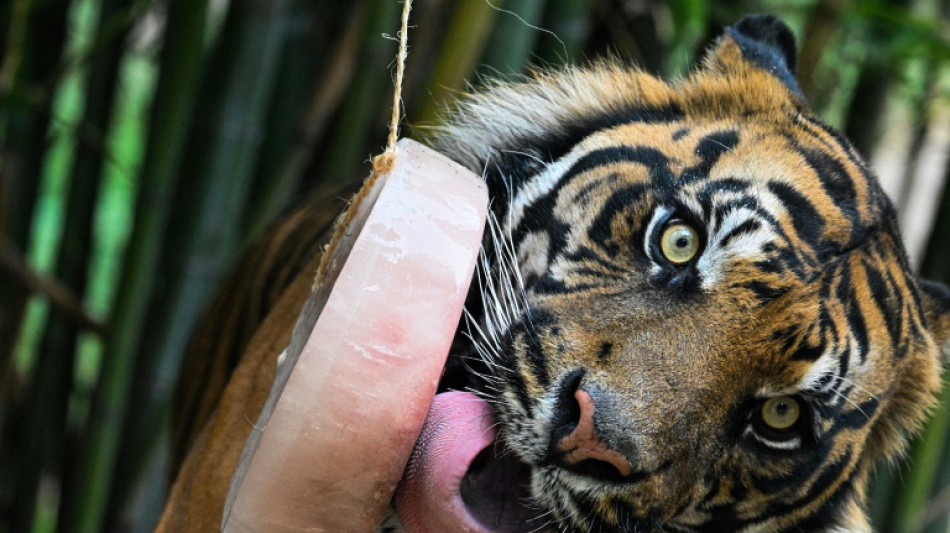 Au zoo de Rome, des sorbets pour rafraîchir les animaux