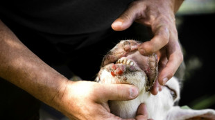 Germany sees explosion in cases of bluetongue virus