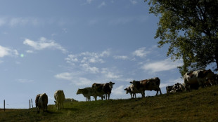 Dermatose: les exportations de jeunes bovins vont reprendre