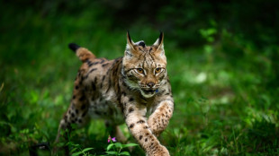 Dans le massif du Jura, le retour &agrave; la vie sauvage d'un jeune lynx rescap&eacute;