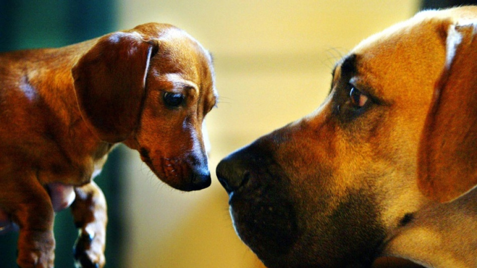 Oldest dog DNA suggests 16,000 years of human companionship